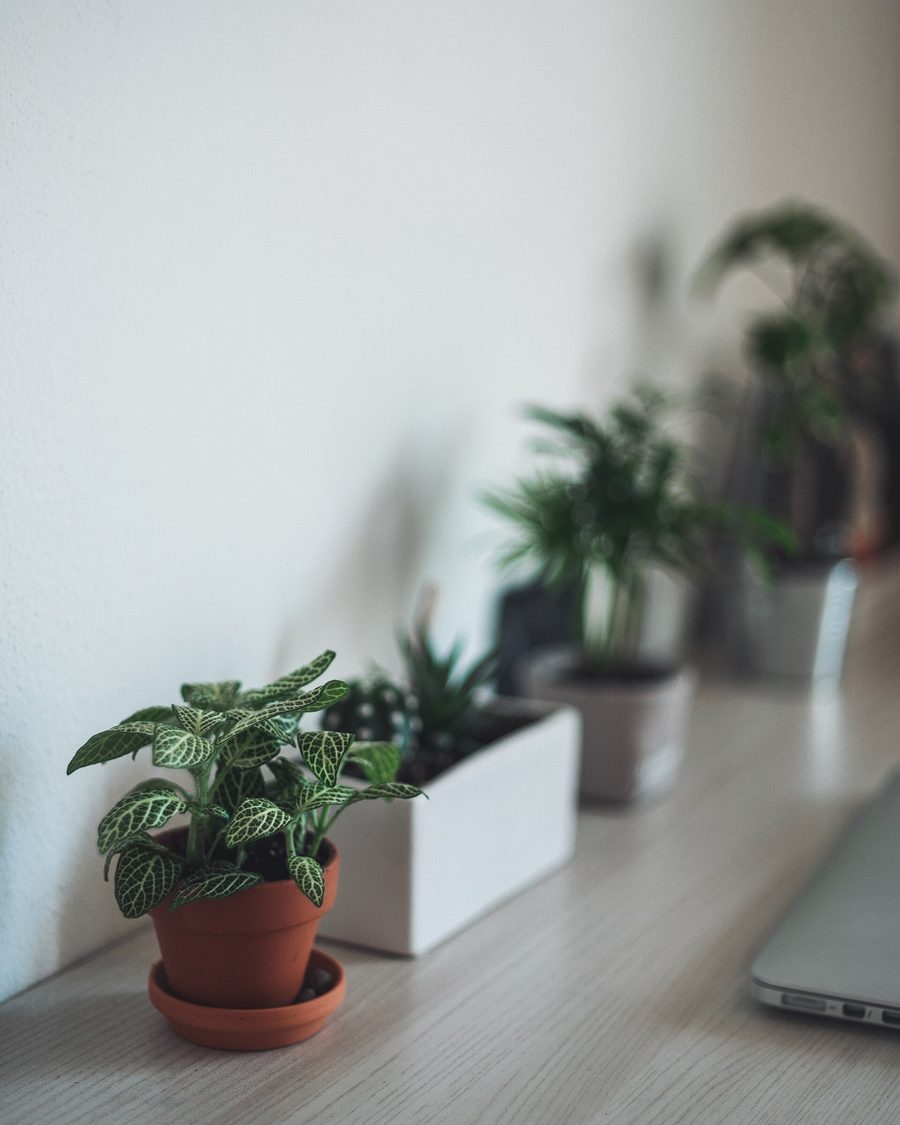 A quiet desk with potted plants beside the edge of an open laptop